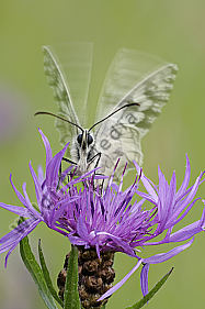 Schachbrettfalter Melanargia galathea