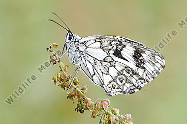 Schachbrettfalter Melanargia galathea