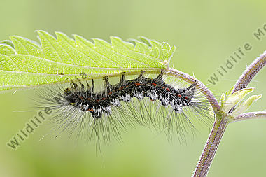 Schwan Euproctis similis