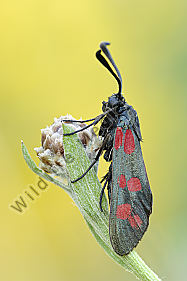 Sechsfleckwidderchen Zygaena filipendulae