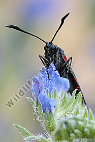 Sechsfleckwidderchen Zygaena filipendulae