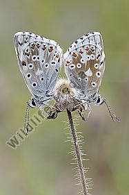 Silbergrüner Bläuling Polyommatus coridon