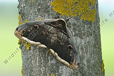Großes Nachtpfauenauge Eier