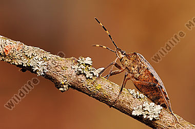 Gartenwanze-Rhaphigaster-nebulosa