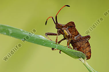 Saumwanze-Coreus-marginatus