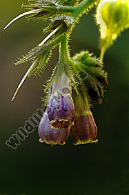 Arznei Beinwell-Symphytum-officinale