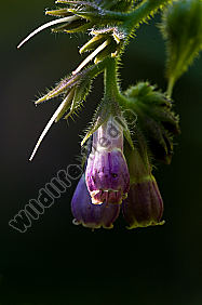 Arznei Beinwell-Symphytum-officinale