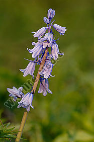 glockenblume