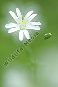 Große Sternmiere Stellaria holostea