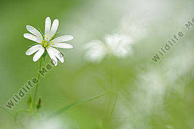 Große Sternmiere Stellaria holostea