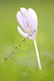 Herbstzeitlose Colchicum autumnale