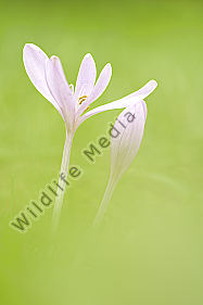 Herbstzeitlose Colchicum autumnale