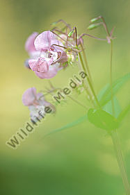 Indisches-Springkraut-Impatiens-glandulifera