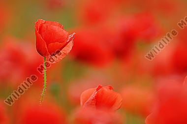 Klatschmohn-Papaver-rhoeas