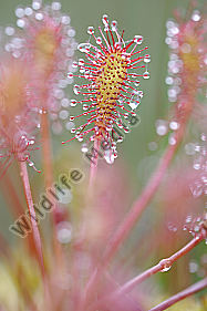 Mittlerer Sonnentau Drosera intermedia