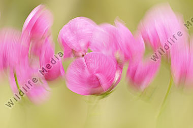 Platterbse Lathyrus