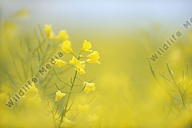 Raps Brassica napus