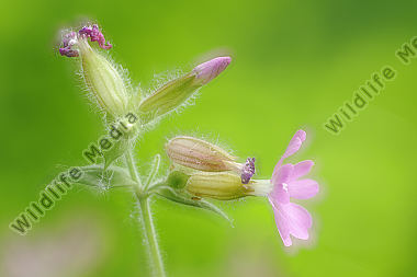 Rote Lichtnelke Silene dioica