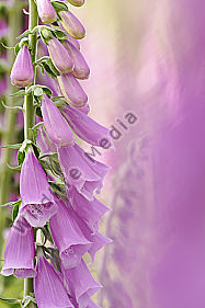 Roter Fingerhut Digitalis purpurea