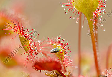 Rundblättriger Sonnentau Drosera rotundifolia