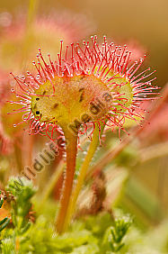 Rundblättriger Sonnentau Drosera rotundifolia