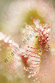 Rundblättriger Sonnentau Drosera rotundifolia