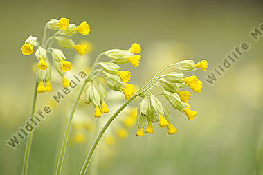 Schlüsselblume Primula veris