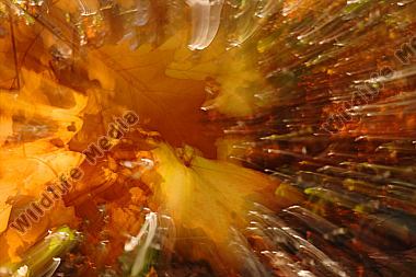herbst