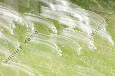 Eriophorum