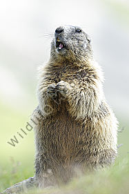 Alpenmurmeltier Marmota marmota