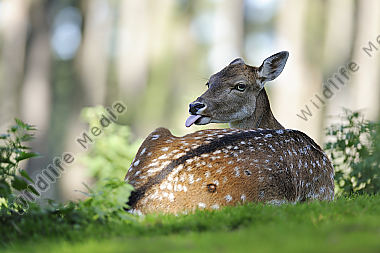 Damhirsch