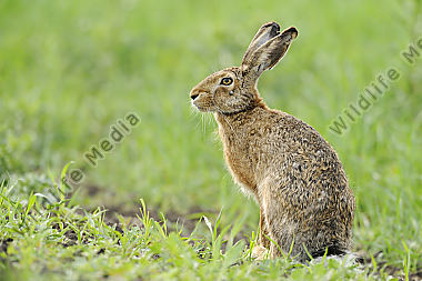Feldhase Lepus europaeus