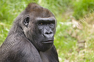 Gorilla-Gorilla gorilla