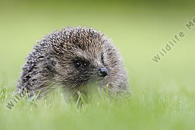 Igel Erinaceidae