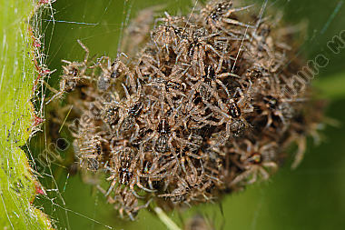 Listspinne Pisaura mirabilis