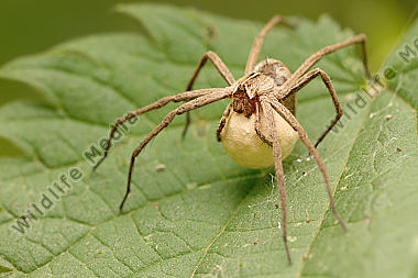 Listspinne Pisaura mirabilis