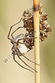 Listspinne Pisaura mirabilis