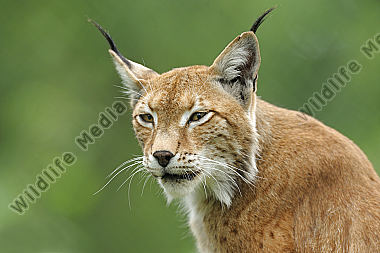 Luchs Lynx Iynx
