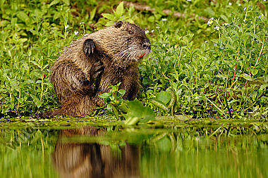 Nutria-Myocastor-coypus