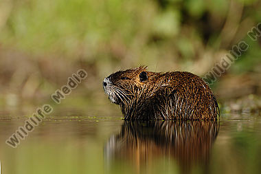Nutria-Myocastor-coypus