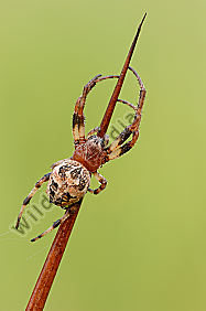 Schilfradspinne-Larinoides-cornutus
