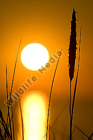 Sonnenuntergang an der Ostsee