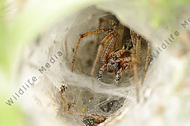 trichterspinne