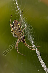 Wespenspinne-Argiope-bruennichi
