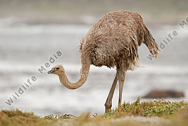 Afrikanischer Strauß Struthio camelus