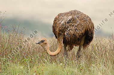 Afrikanischer Strauß Struthio camelus