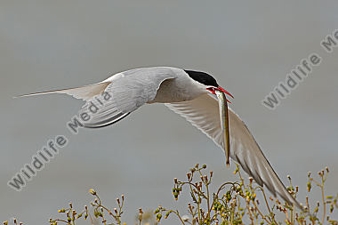 texel
