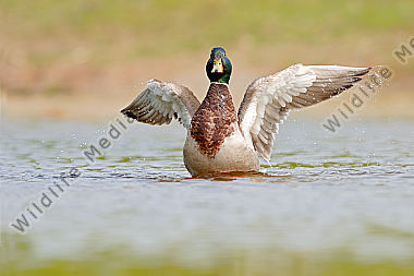 bird. Stockente Anas platyrhynchos