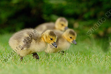 Gans