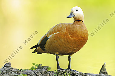 Gans
